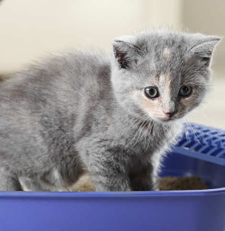cute british shorthair kitten