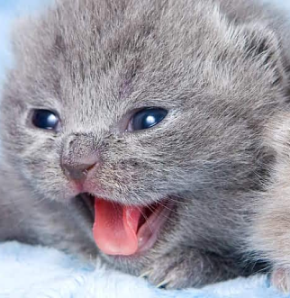 Gray and brown newborn kittens crying on blue blanket