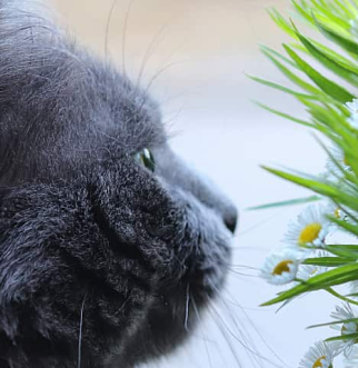 gray cat sniffing boquet of flowers
