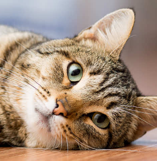 Gray cat with green eyes laying on wood floor