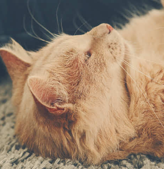 Long haired orange cat on back