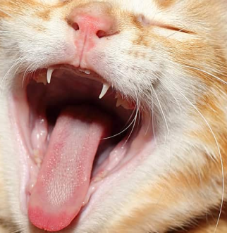 Orange cat yawns