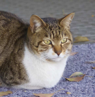 Tan striped cat sitting on purple rug