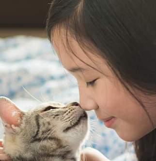 young asian girl nose nuzzling cat