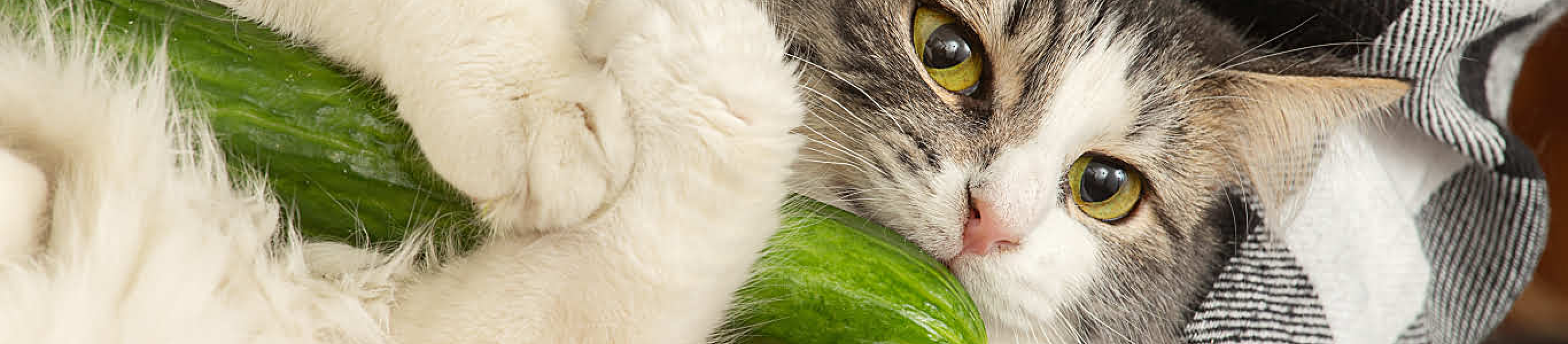 black and white cat holding cucumber
