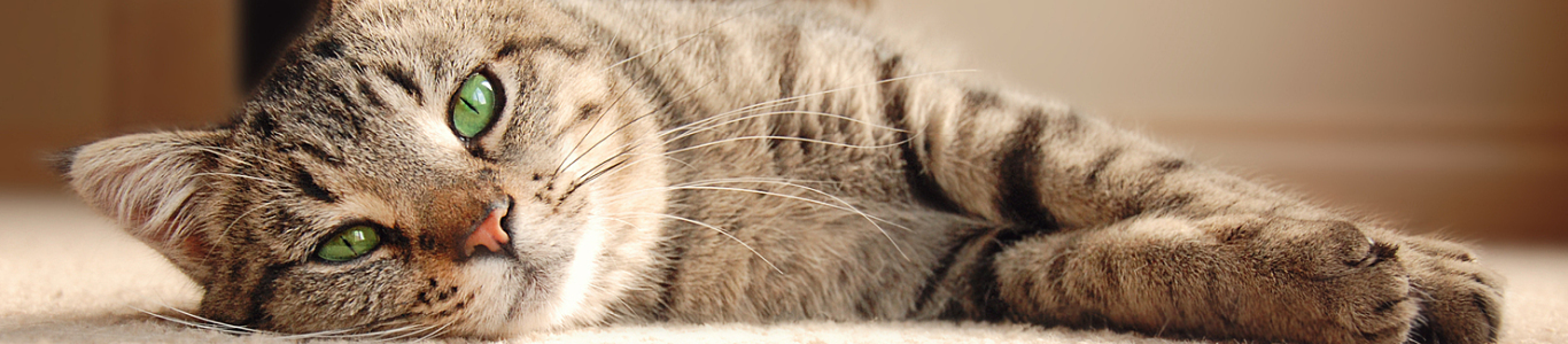 tabby cat lying on side