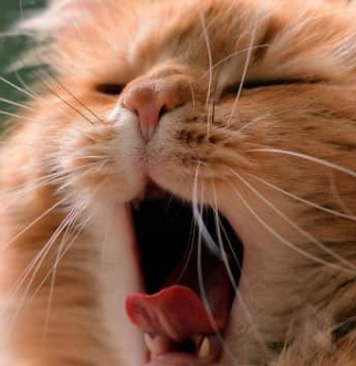 long haired orange cat yawning