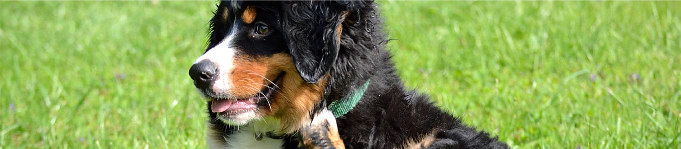 black orange white dog scratching