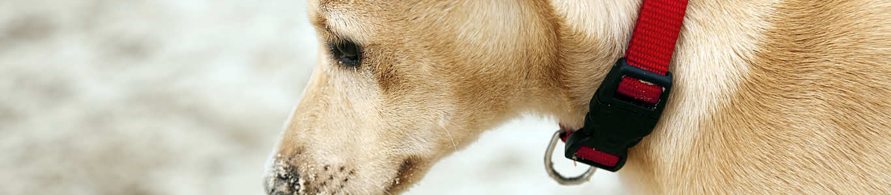 yellow dog with red collar looking down