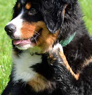 black orange white dog scratching