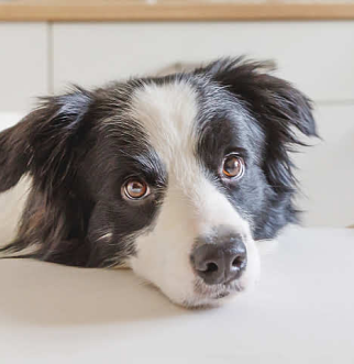 Border Collie with head on kitchen table