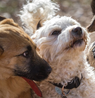 three dogs walking together outside