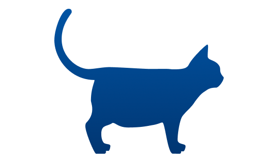 Overweight cat