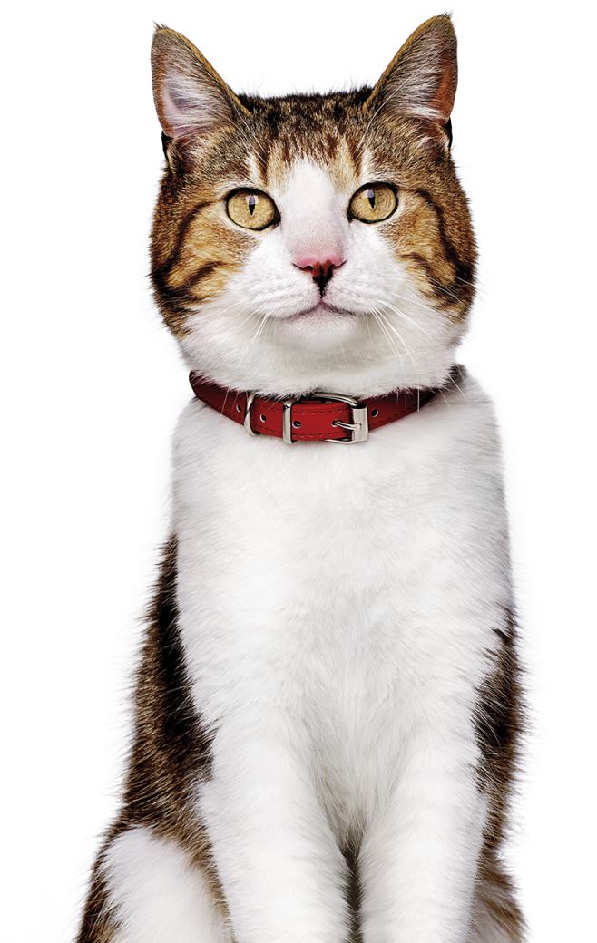 Cat with collar