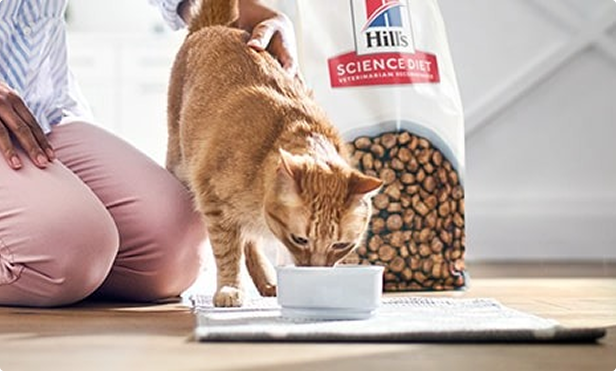 Cat eating hill's food.